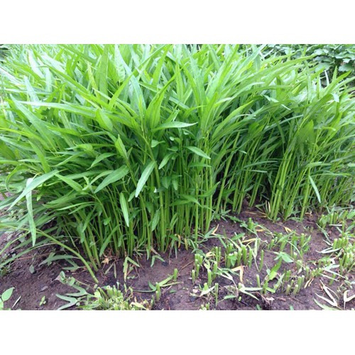 Hạt Giống Rau Muống Lá Tre