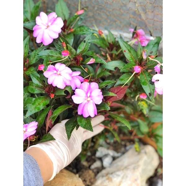 Siêu đất trộn chuyên trồng Sen đá, xương rồng, và cây cảnh khác .bao 1kg.gồm có pumise và perlite và nham thạch.phân