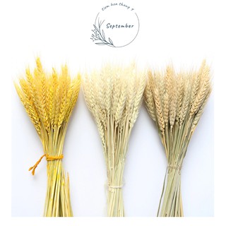 ♥️FREESHIP♥️  🌸Hoa Lúa Mạch Khô Vintage🌸 Trang trí nhà cửa