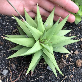 Cây Agave (cây như hình)
