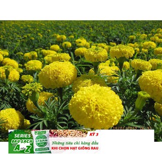 Gói 50 Hạt Giống Hoa Cúc Vạn Thọ Mỹ - Bông To ĐẾN MÙA TRỒNG TẾT