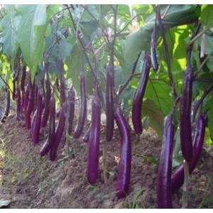 HẠT GIỐNG CÀ TÍM DÀI F1 SIÊU QUẢ