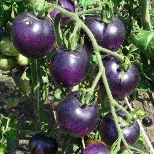 Hạt giống CÀ CHUA TÍM F1 (purple tomato) Nhập Khẩu nguyên bao bì Đài Loan