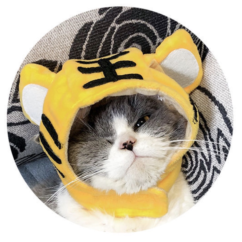 Mũ nhiều hình siêu đáng yêu cho thú cưng