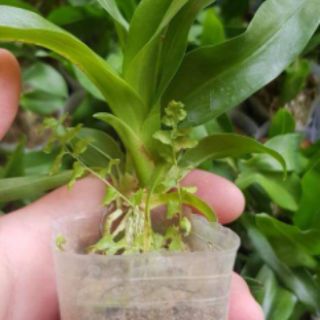 VŨ NỮ HOÀNG HẬU CÂY GIỐNG