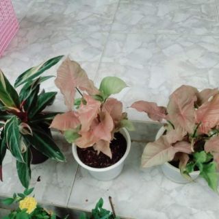 Cây trầu bà lá hồng (Hồng trầu bà)