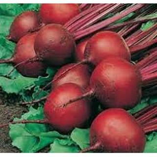 HẠT GIỐNG CỦ DỀN ĐỎ GÓI 100 HẠT