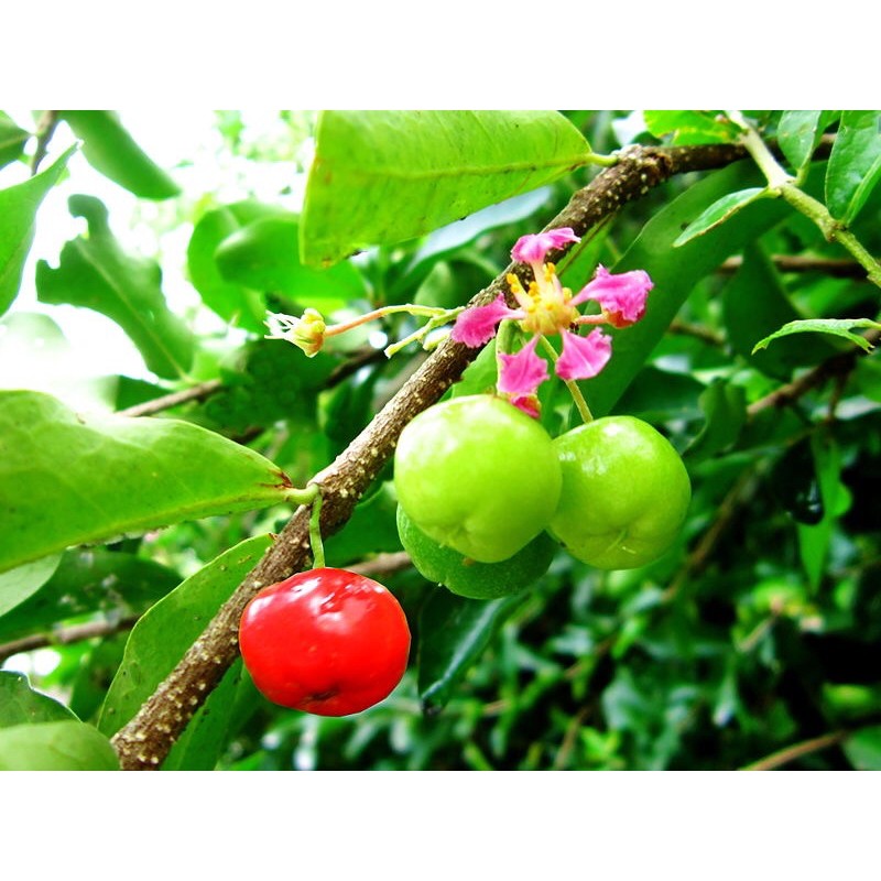 cây giống sơ ri