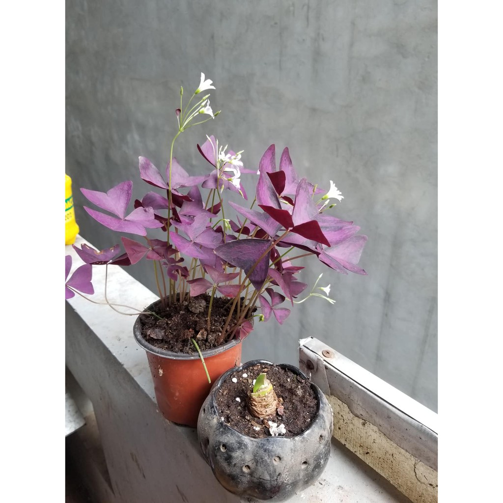 Củ Hoa Bướm Đêm