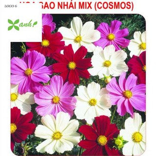 Hạt giống Sao nhái mix (100 hạt)