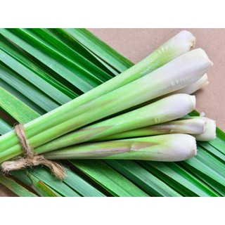 3 Chậu sả có sẵn rễ thân lá
