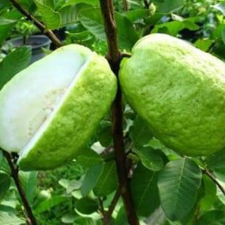 cây giống ổi lê sẵn quả