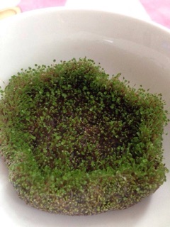 MẶT NẠ NGŨ HOA HẠT