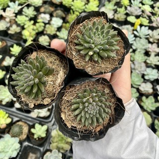Sen đá nhím đen. sedum đen