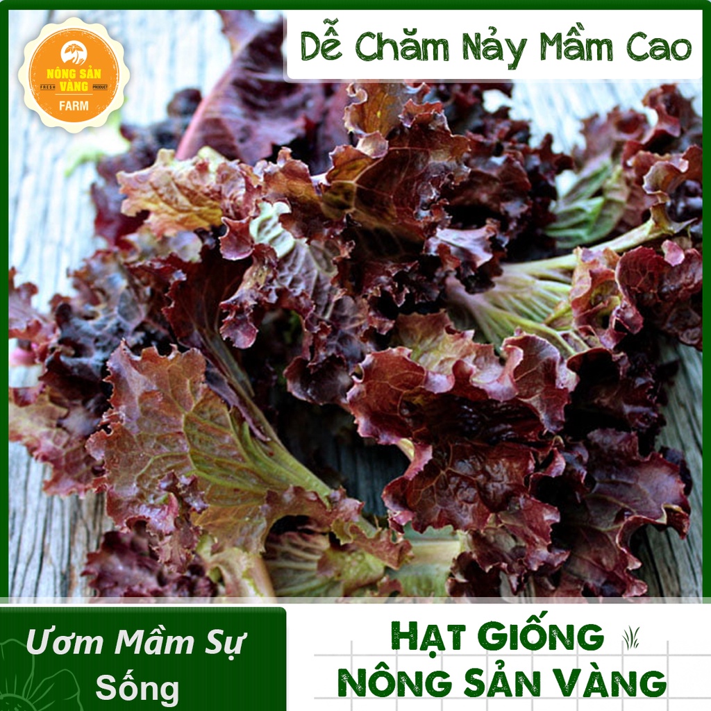 Hạt giống Rau Ăn Lá, Chịu Nhiệt, Trồng Quanh Năm, Dễ Trồng, Năng Suất Cao - Nông Sản Vàng