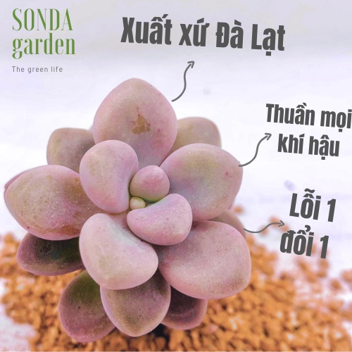 Sen đá sỏi hường SONDA GARDEN size mini 2.5-4cm, xuất xứ Đà Lạt, khoẻ đẹp, lỗi 1 đổi 1