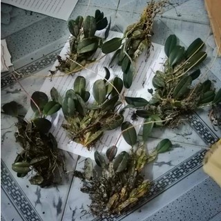 hoa lan vẩy rồng khóm nhỏ