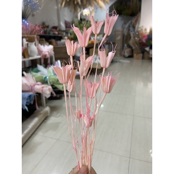 Hoa Khô Trang trí decor Hoa khô Kim Cương Nigella