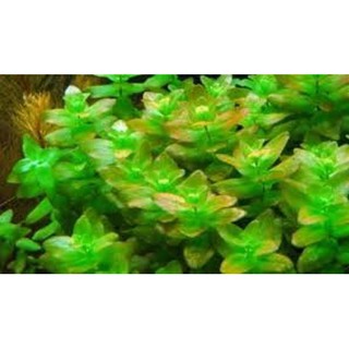 Cây thủy sinh LỆ NHI lá nước