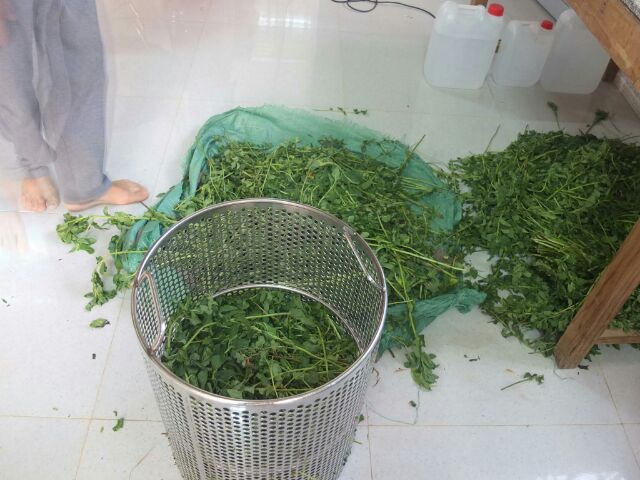 Dầu Chống Say Tàu Xe Nguyên Chất giúp tinh thần thoải mái, chống mệt mỏi, buồn nôn, chống say tàu xe, freeship NuCare