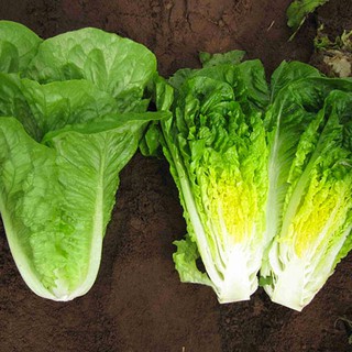 2gram HẠT GIỐNG XÀ LÁCH ROMAINE