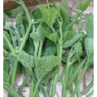 Hạt Giống Bí Siêu Ngọn Cao Sản (10gr)