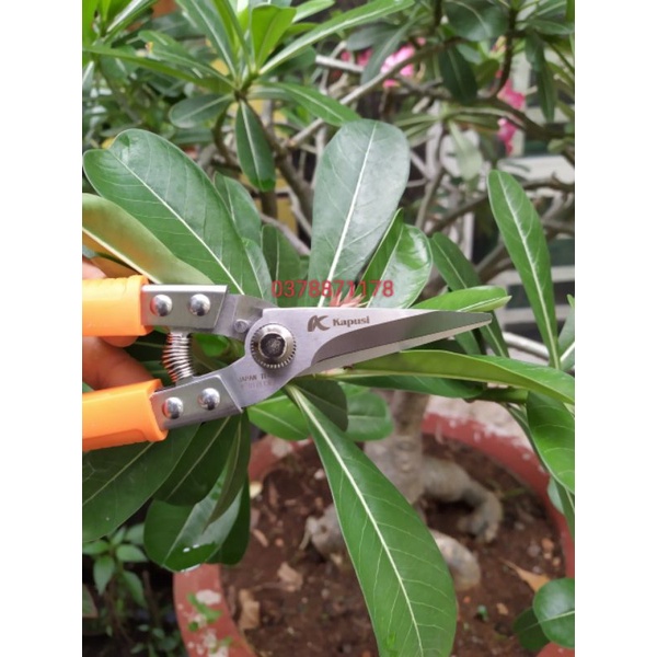 Kéo cắt cành,tỉa dăm mũi thẳng 8.5in 215mm