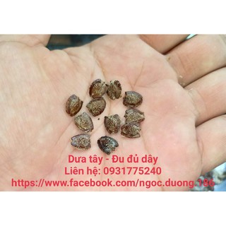 Hạt dưa tây - 20 hạt