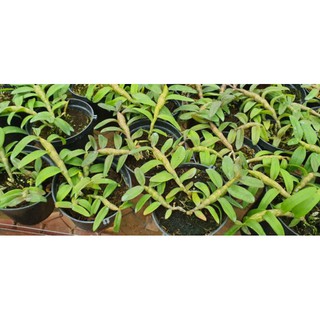 phi điệp nù thác khói mắt đỏ