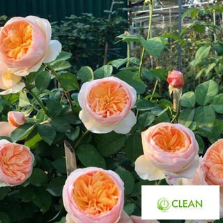 Gói 20 Hạt Giống Cây Hoa Hồng juliet-siêu đẹp Hoa Hồng Ngoại JulieTuyệt Đẹp Rose Tặng Kích Rễ