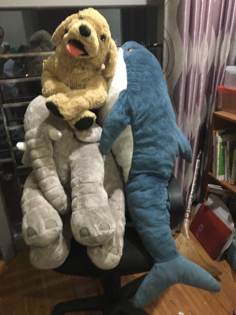 Combo voi Hàn Quốc và chó gold ikea