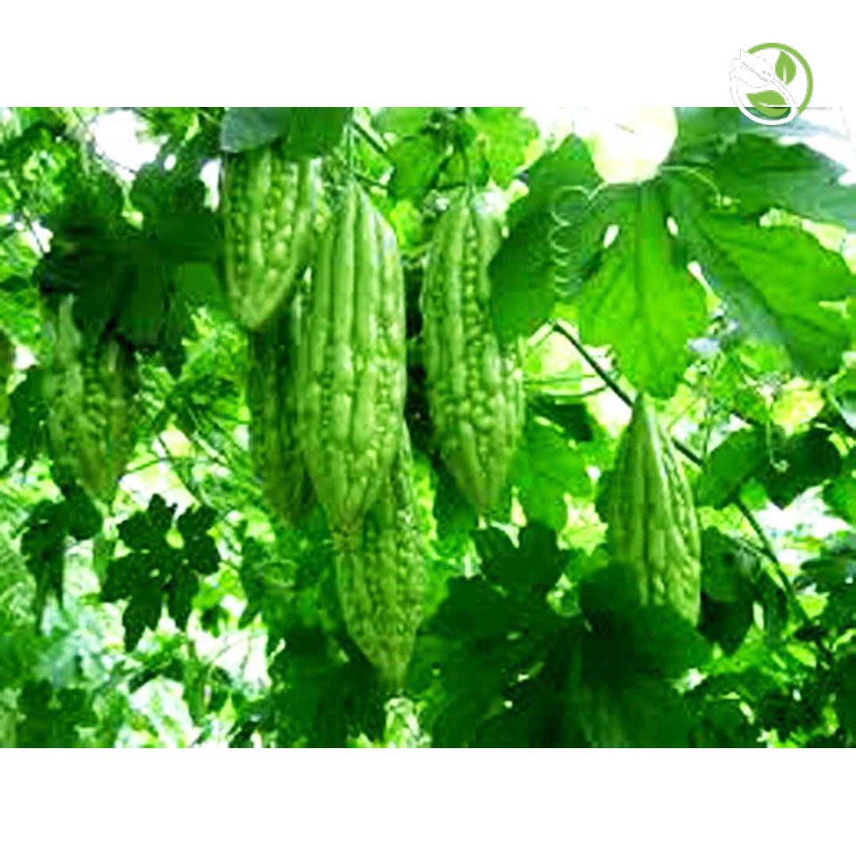 Hạt Giống Khổ Qua  F1 PN-342 Phú Nông- Gói 2g  - Bitter Gourd F1 PN-342