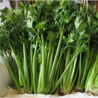 Hạt Giống Rau Cần Tây