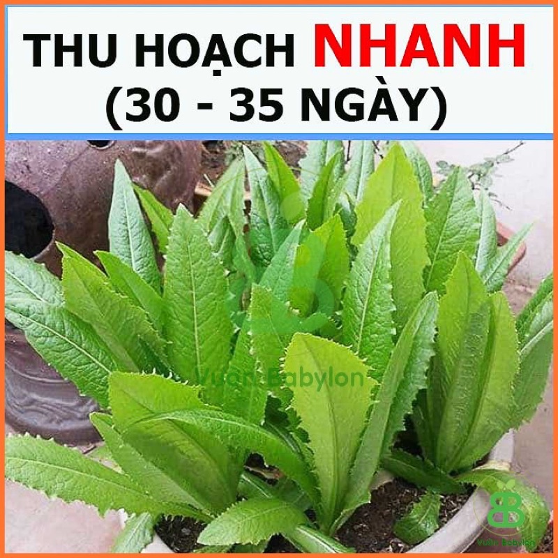 Hạt giống  Rau Diếp Thơm RADO, gói 10g, rau củ quả Rạng đông trồng ban công, sân thượng