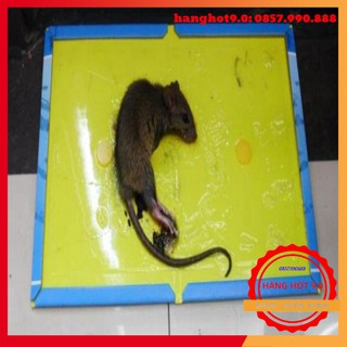 Combo 10 miếng dính chuột cao cấp