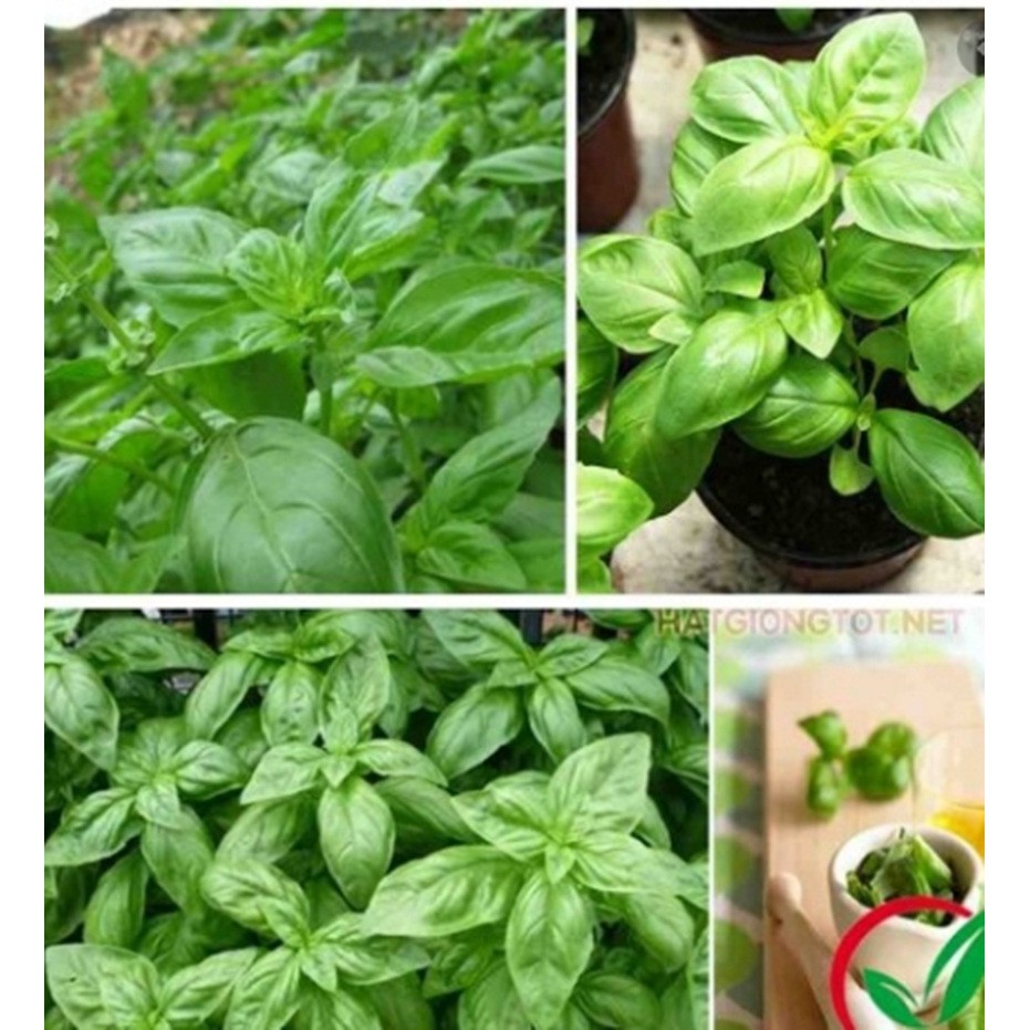 Hạt giống húng tây (Basil)