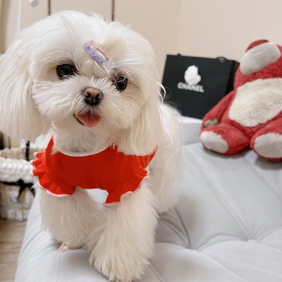 Áo vai bèo đỏ nơ trắng dành cho thú cưng