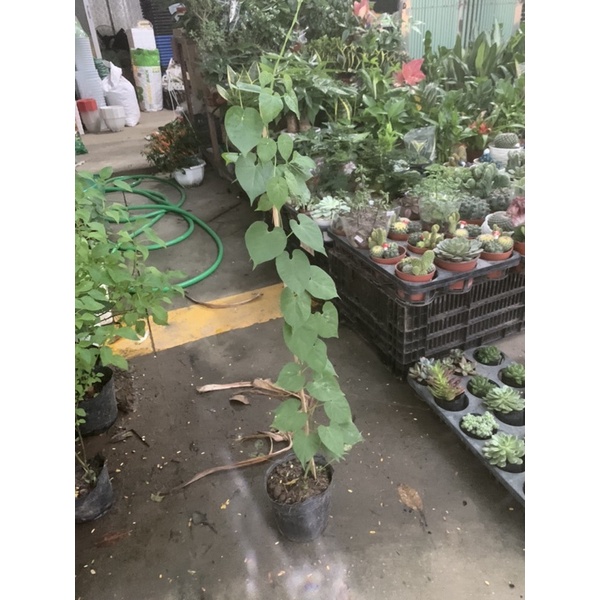 CÂY GIỐNG HOA. THIÊN LÝ - CÂY GIỐNG HOA. THIÊN LÝ