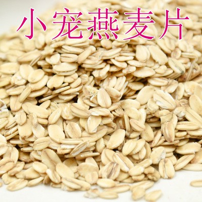 Yến mạch cho chuột hamster, tốt cho hamster baby