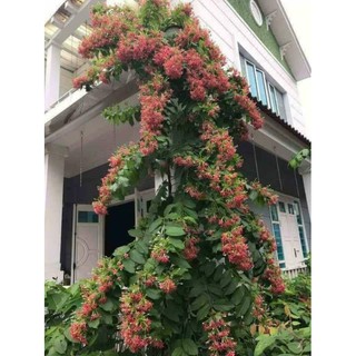 Cây hoa sử quân tử- trang leo- hoa giun + Tặng (0,3kg) phân hữu cơ cao cấp