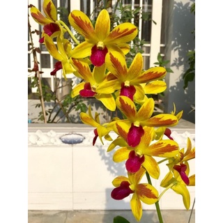 Hoa lan thiên lan xổ chớp 5% gửi nguyên chậu phi 12