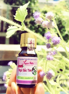 Tinh dầu hoa ngũ sắc tím 5ml