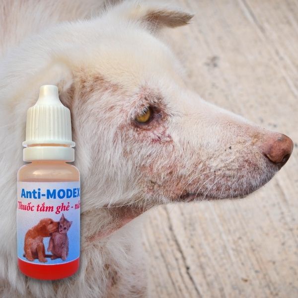 Thuốc tắm nấm, ghẻ, viêm da chó mèo Anti-MODEX chai 10ml