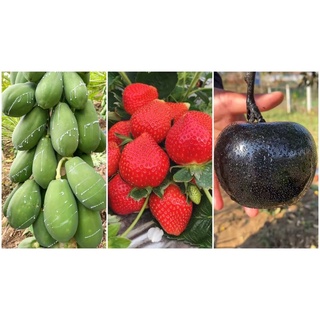 Đạm Cá Humic Hữu Cơ Nhật Bản (Chai 1lít)