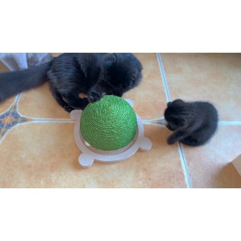 Cào móng hình con rùa cho mèo🐢