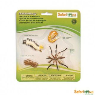 Mô hình vòng đời Safari (Mỹ)