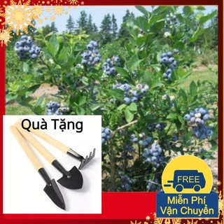 Hạt Giống Việt Quất Biberry Tặng Bộ Dụng Cụ Mini Trồng Cây Tặng Bộ Dụng Cụ Mini Trồng Cây