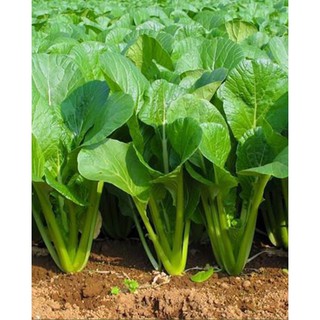 Hạt giống Cải ngọt cọng xanh (20gr)