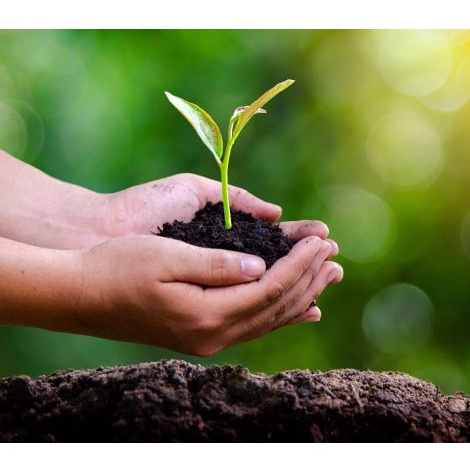 50 Đĩa tròn bã mía Thái Lan 10 inch  - thương hiệu Gracz