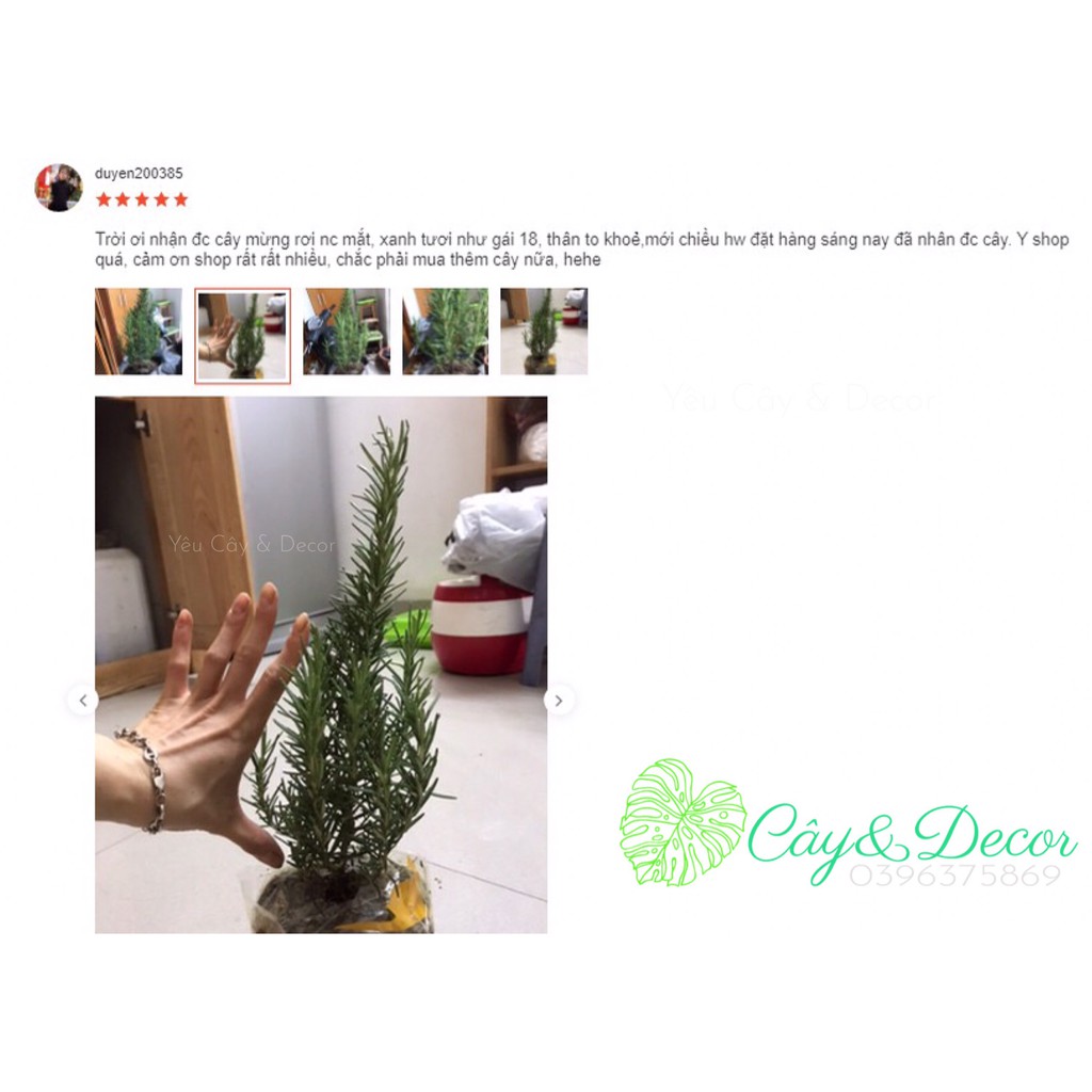 Cây hương thảo rosemary size nhỏ thân to sống khỏe (ảnh thật) hương thơm giúp giảm căng thẳng, đuổi muỗi &amp; làm gia vị